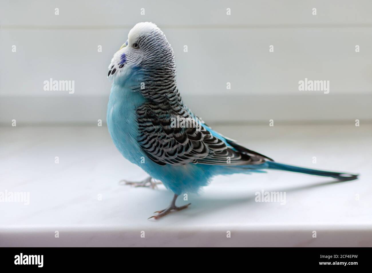Fluffy budgie 2025