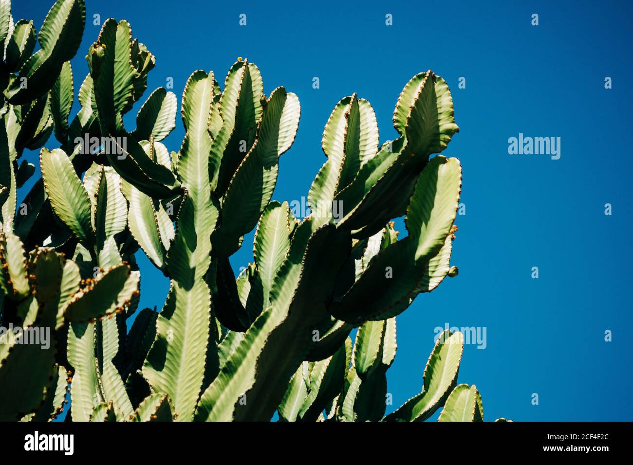 Close-up cactus with tall green stems growing in the nature against a clear blue sky on a sunny day Stock Photo