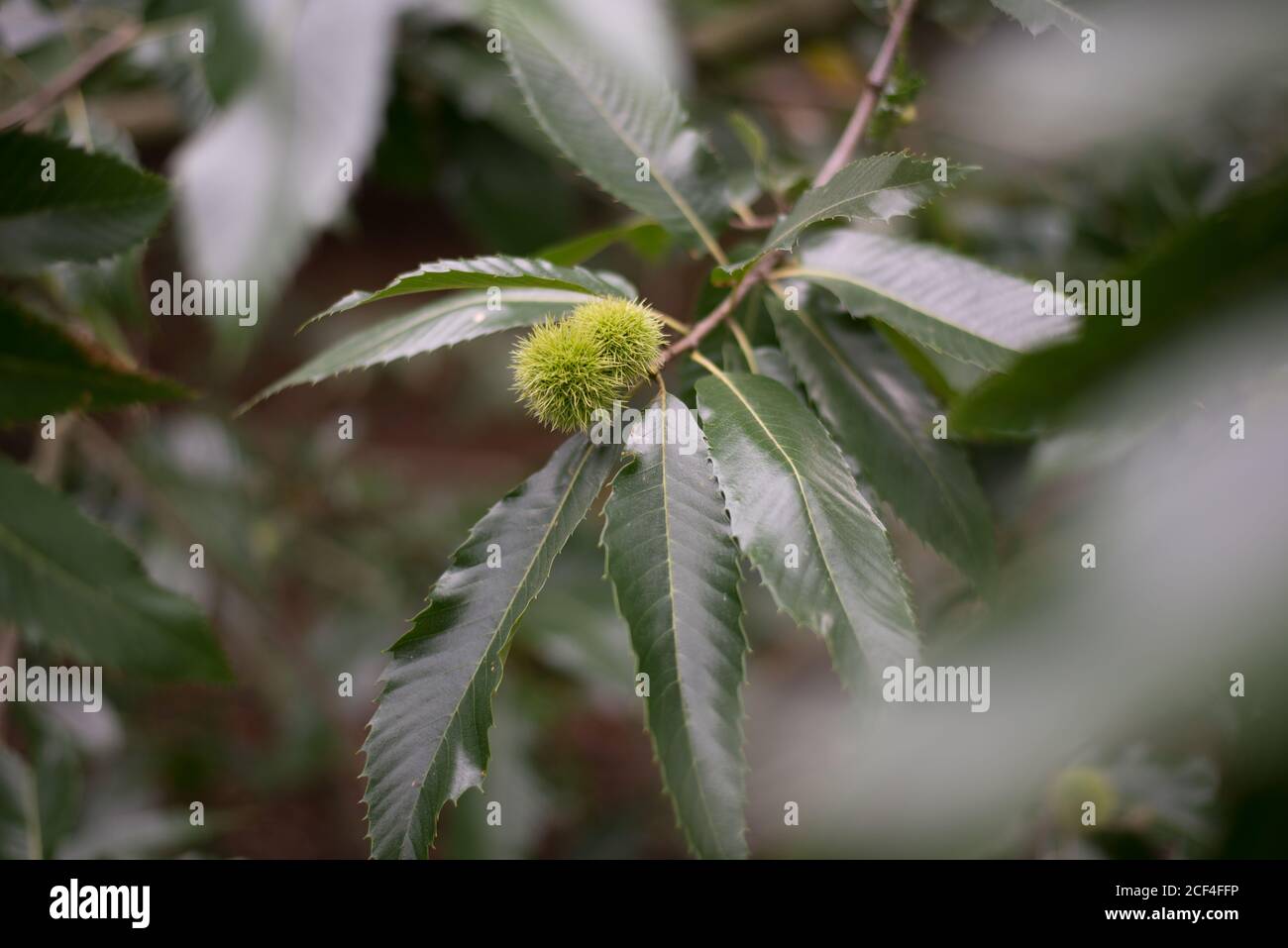 Sweet Chestnut Castanea Sativa Cupule Green Fresh Branch Leaves Tree