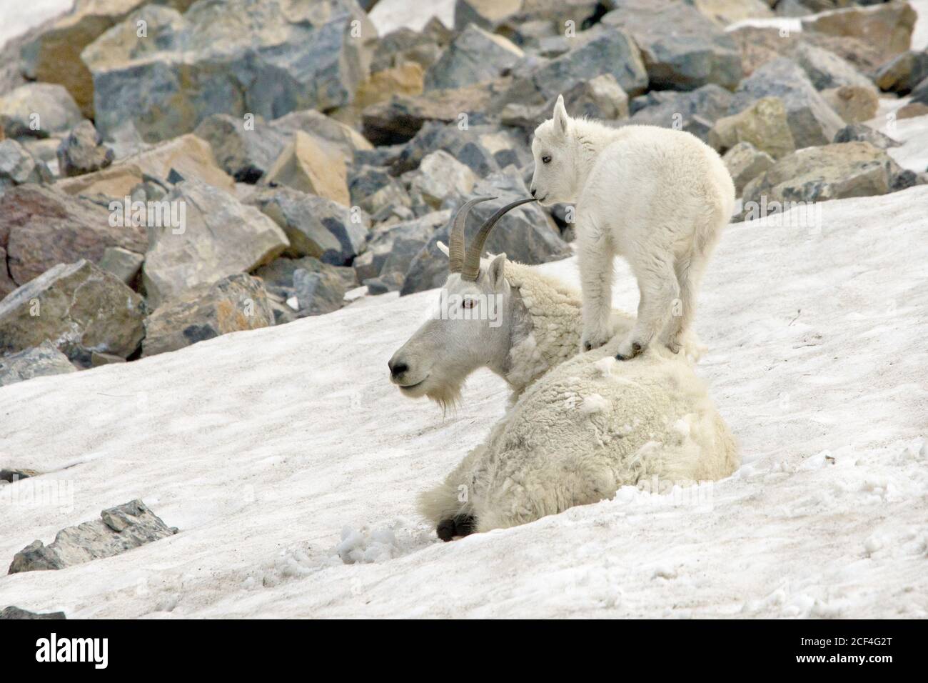 mountain goat kid on nanny's back Stock Photo - Alamy