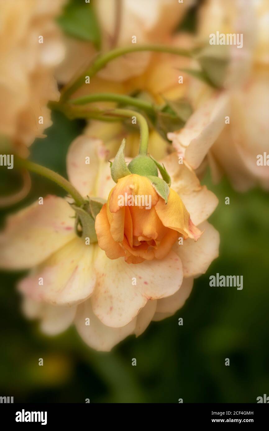 Rosa Buff Beauty, natural garden plant portrait Stock Photo - Alamy