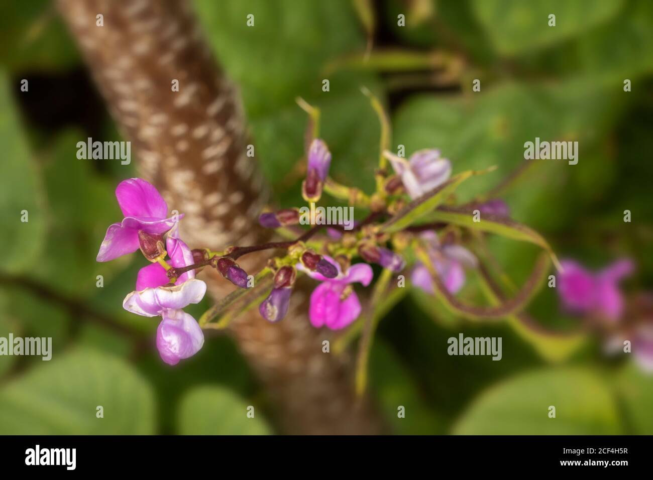LabLab Bean 'Yings' (Lablab purpureus), vegetable plant Stock Photo