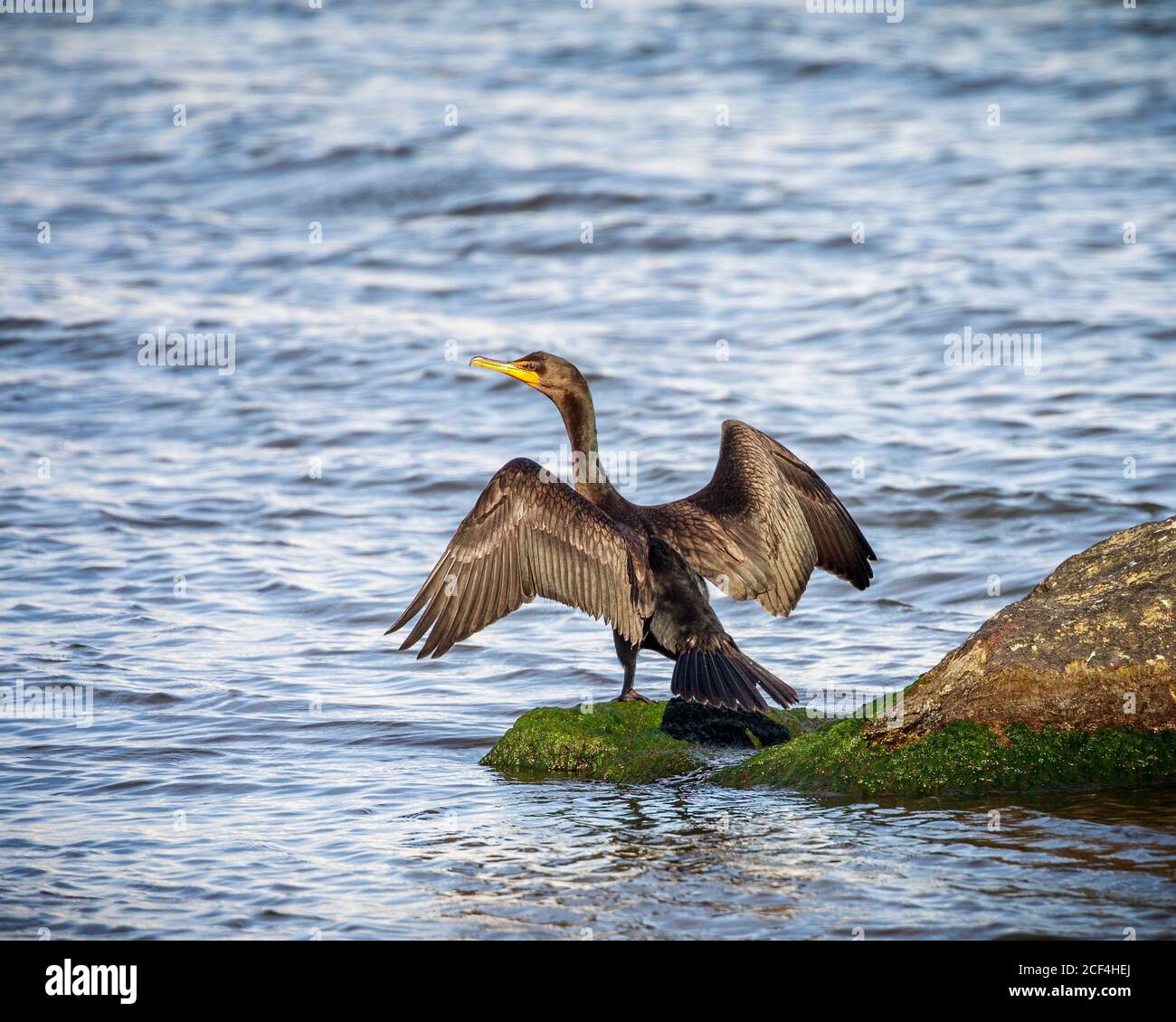 A cormorant drying wings, Lake Winnipeg, Manitoba, Canada. Stock Photo