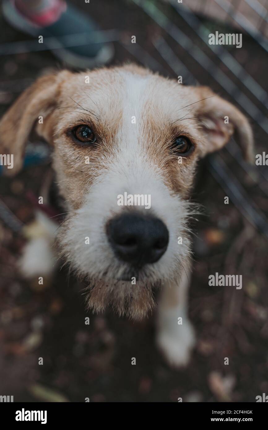 Closeup of mutt dog with brown and white fur in street looking at