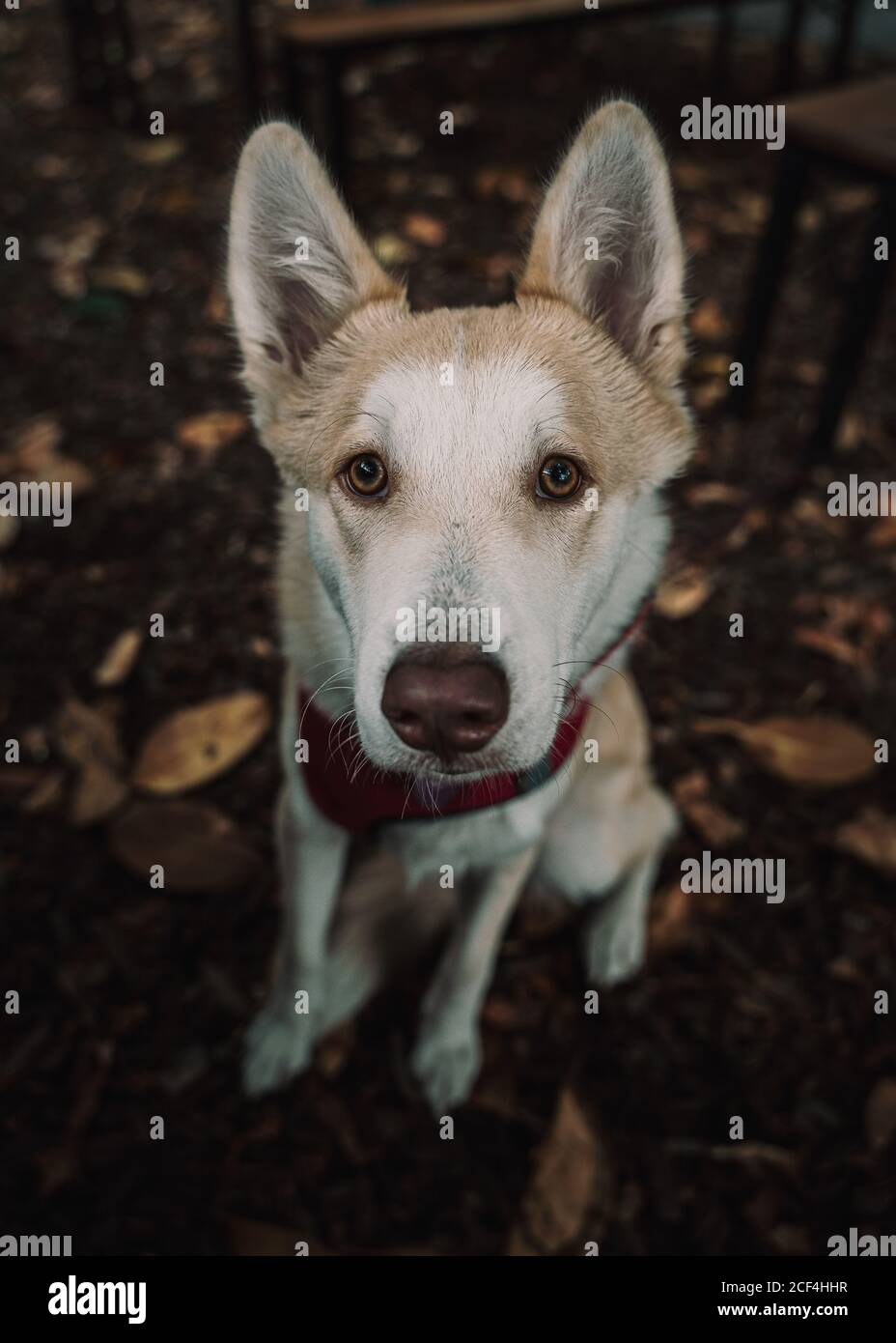 Adorable mixed breed dog lying on ground in street Stock Photo - Alamy