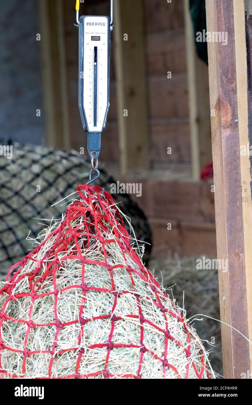 A hay net being weighed Stock Photo