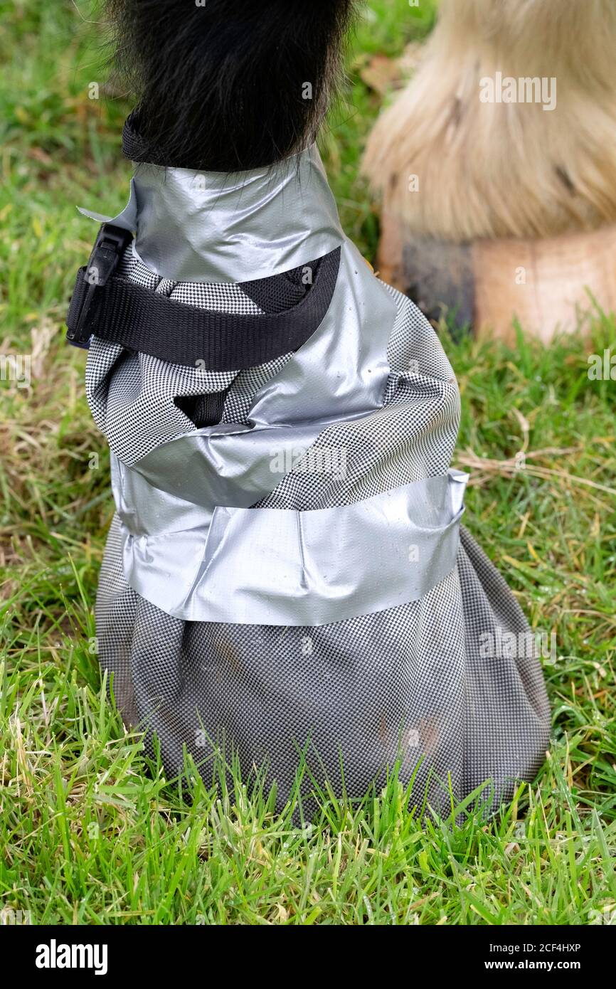 A horse wearing a poultice boot in a field Stock Photo
