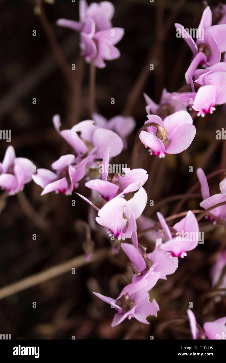 Cyclamen flowers in a natural garden setting Stock Photo