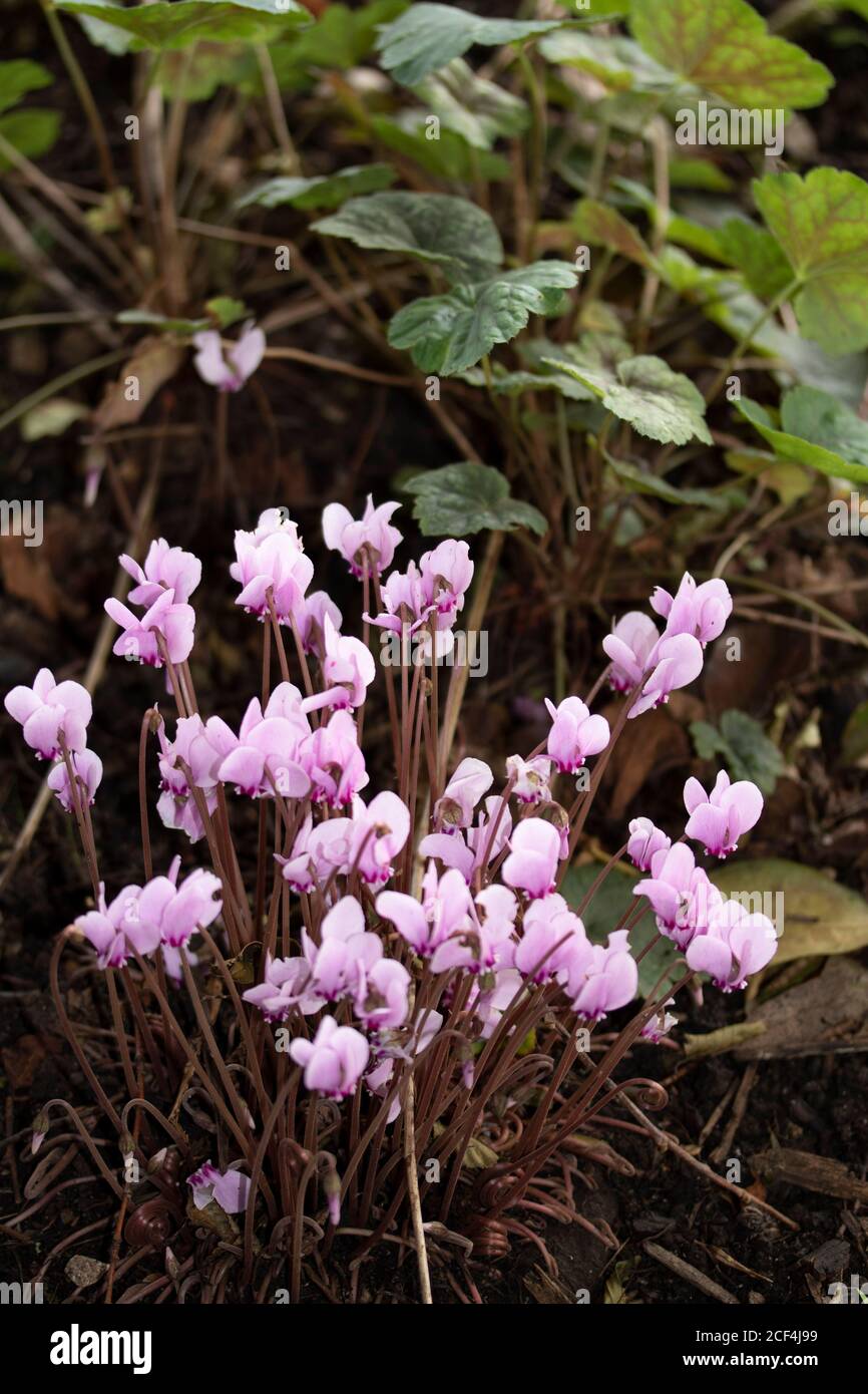 Cyclamen flowers in a natural garden setting Stock Photo