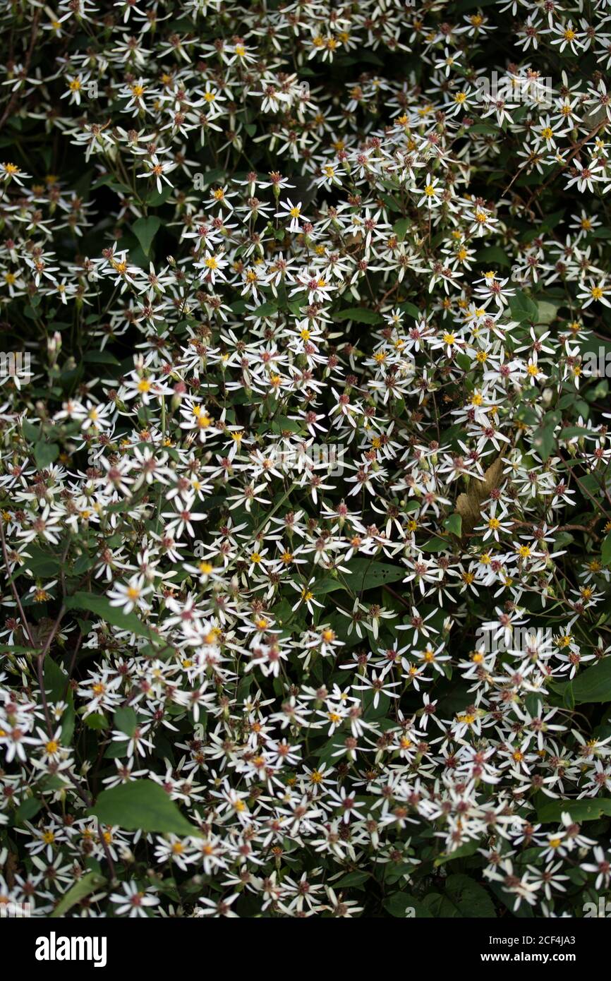 Eurybia divaricate (white Wood Aster) flowers in close-up, natural nature flower portrait Stock Photo