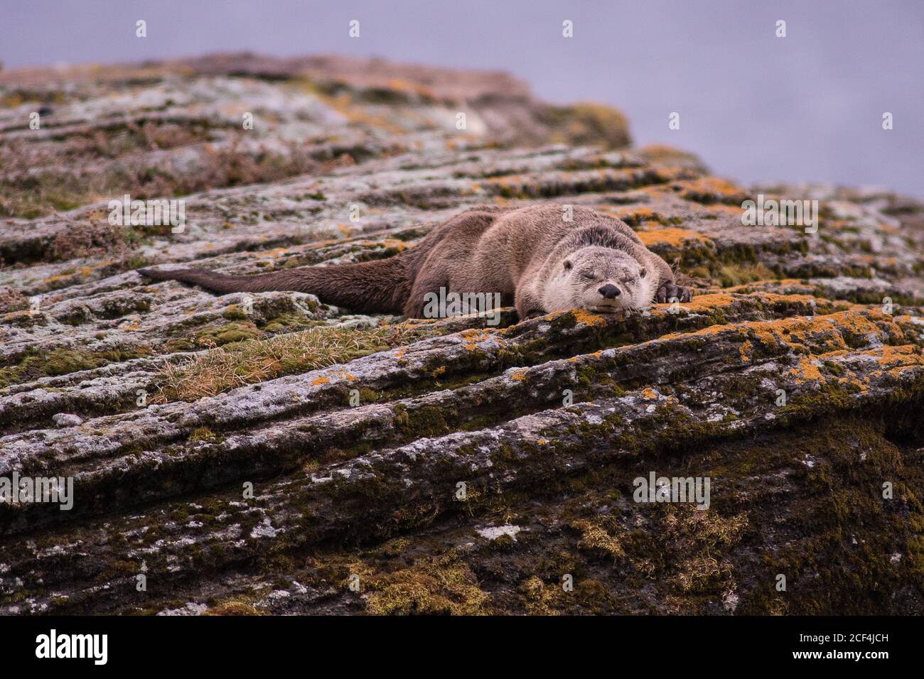 River otter on rock Stock Photo