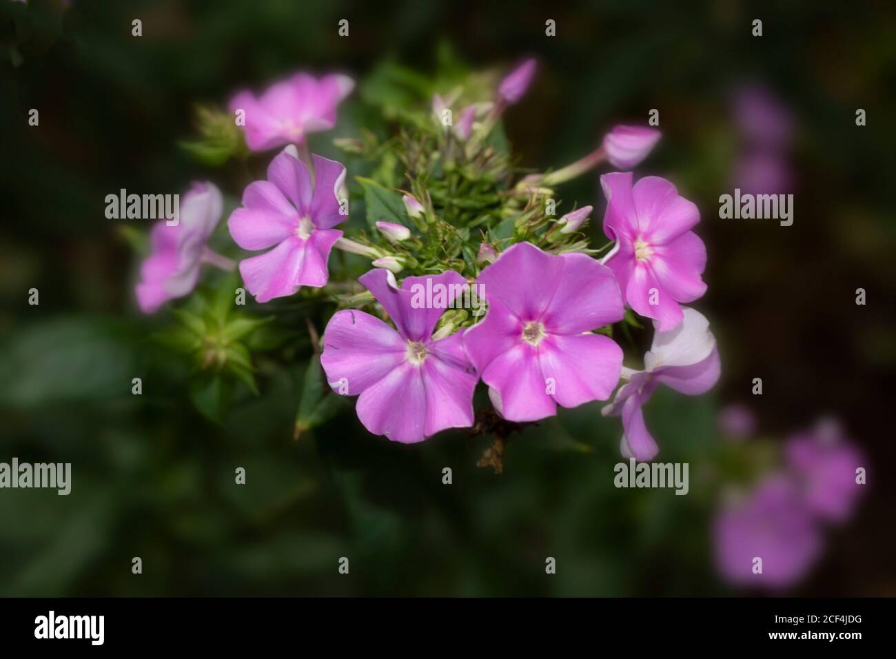 Phlox Paculata Eventide, natural close-up flower portrait Stock Photo