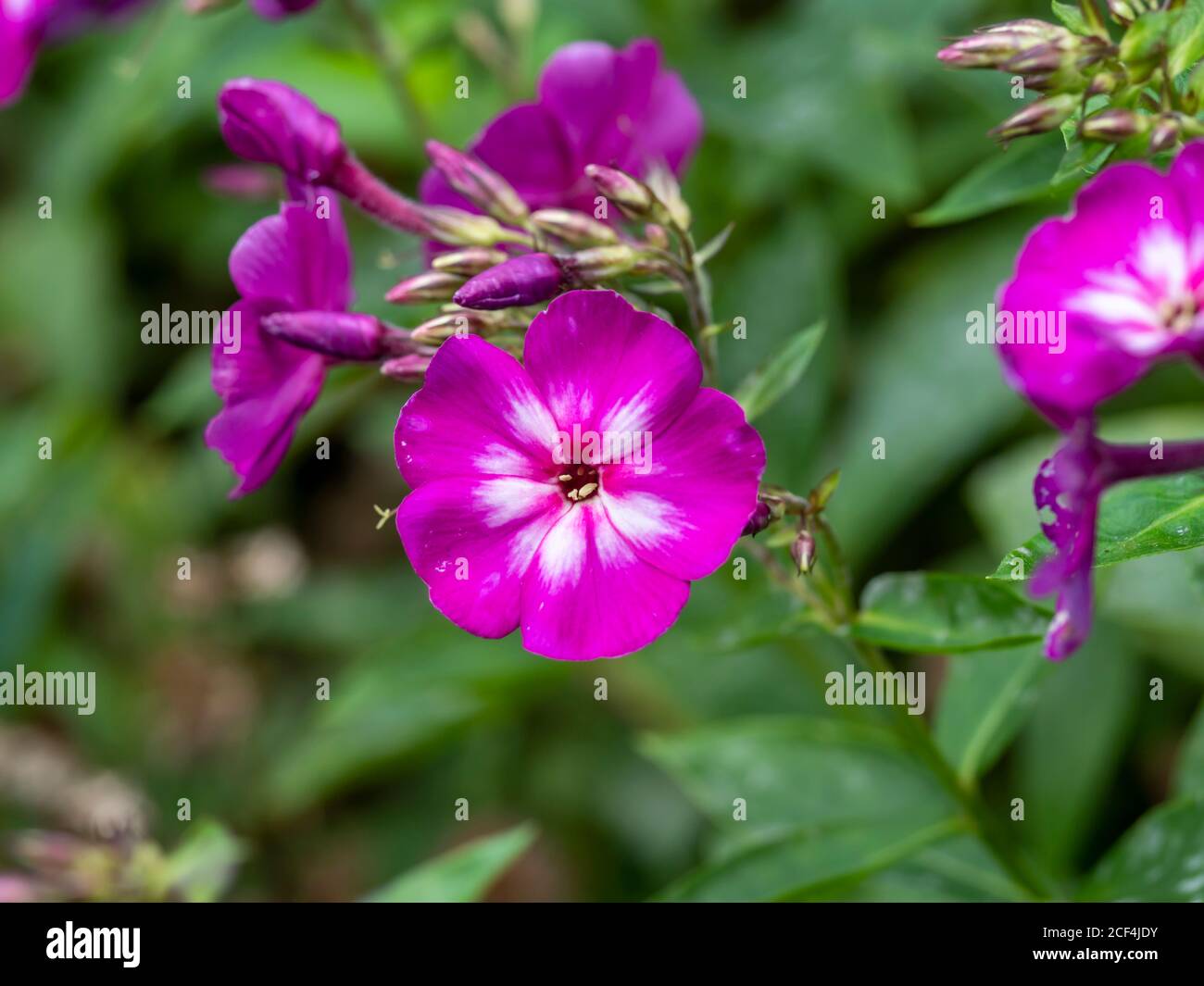 Closeup of the pretty pink flowers of Phlox paniculata, variety Velvet Flame, in a garden Stock Photo