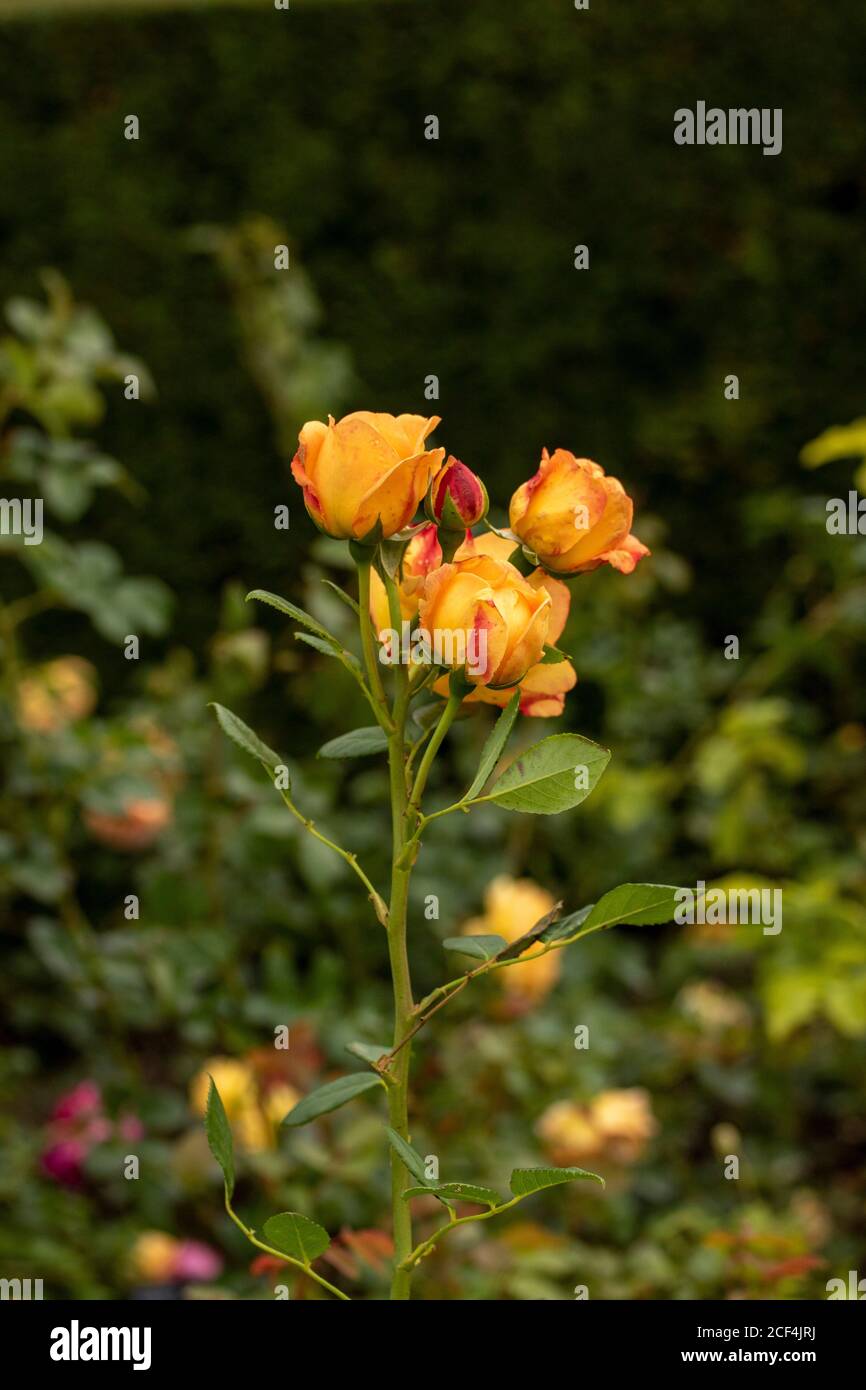 ‘lady of shalott’ climbing rose hires stock photography and images Alamy