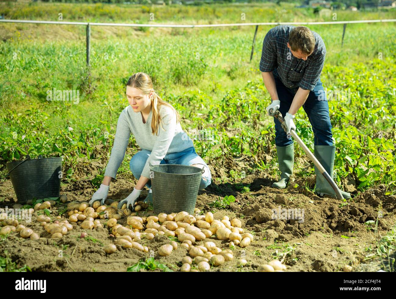 Man is dripping potatoes by shovel in garden outdoor, woman picking ...
