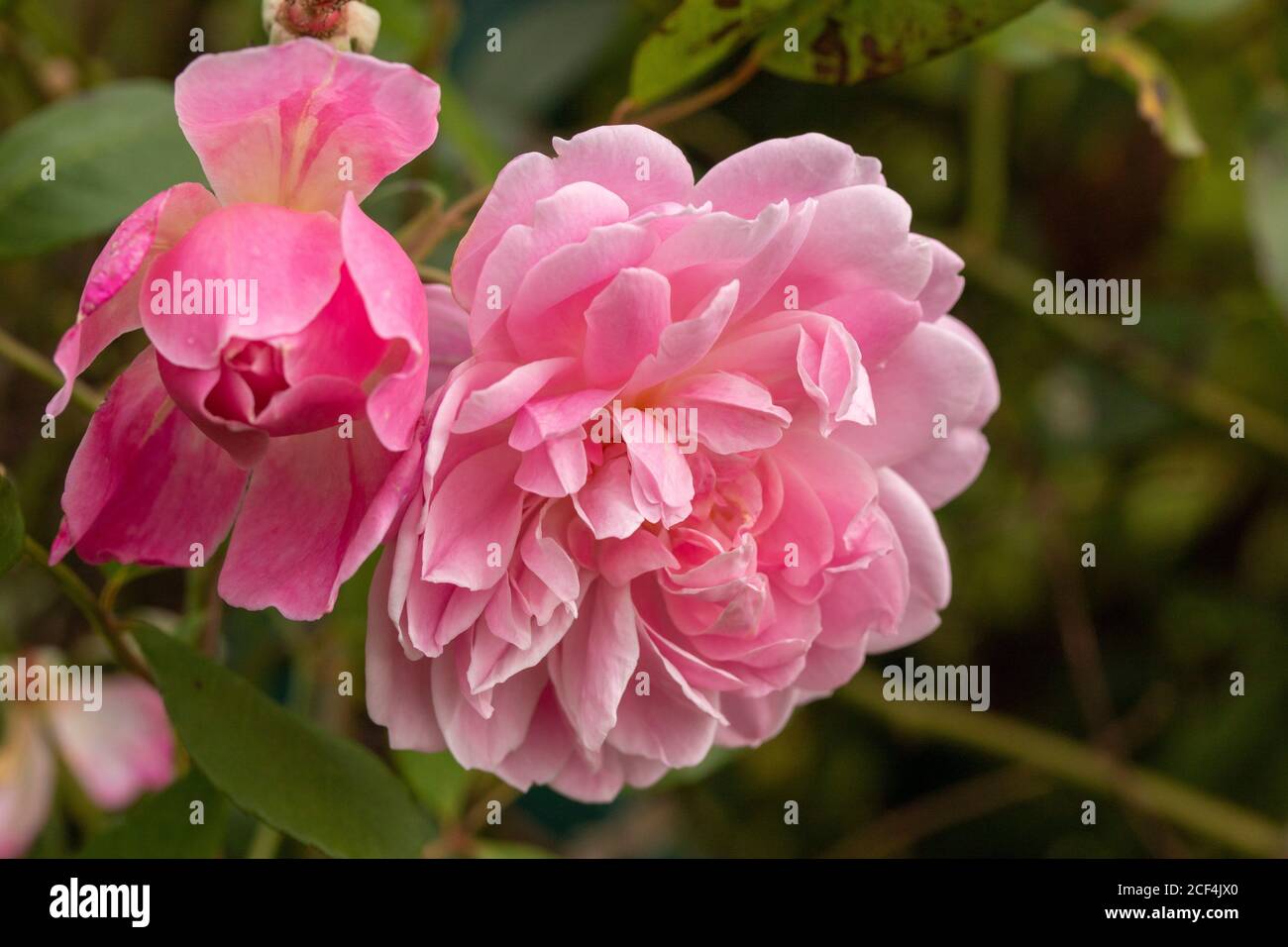 Rosa Mortimer Sackler, natural flower portrait Stock Photo