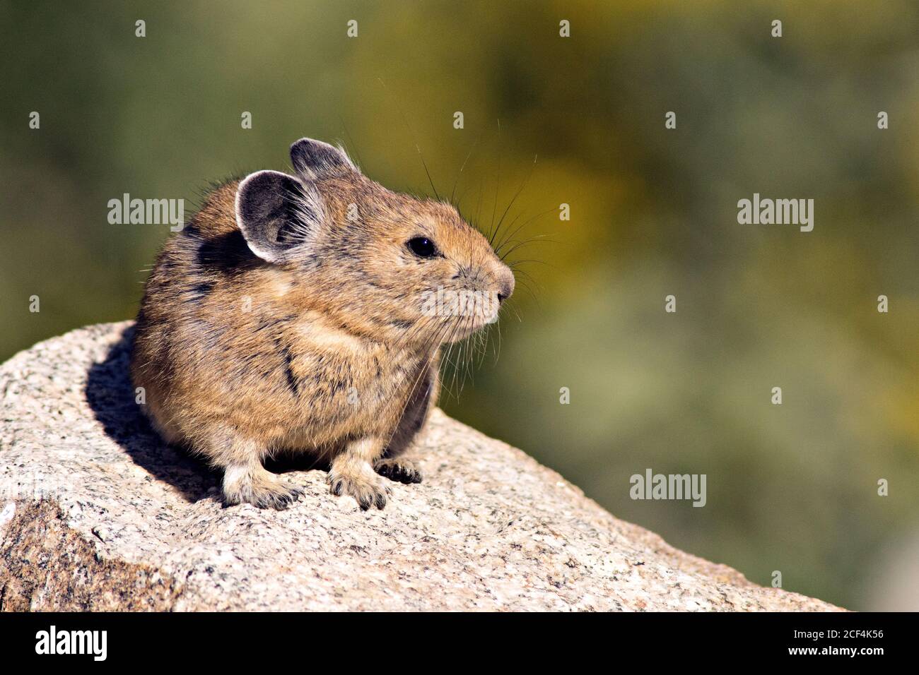 North american pika hi-res stock photography and images - Alamy