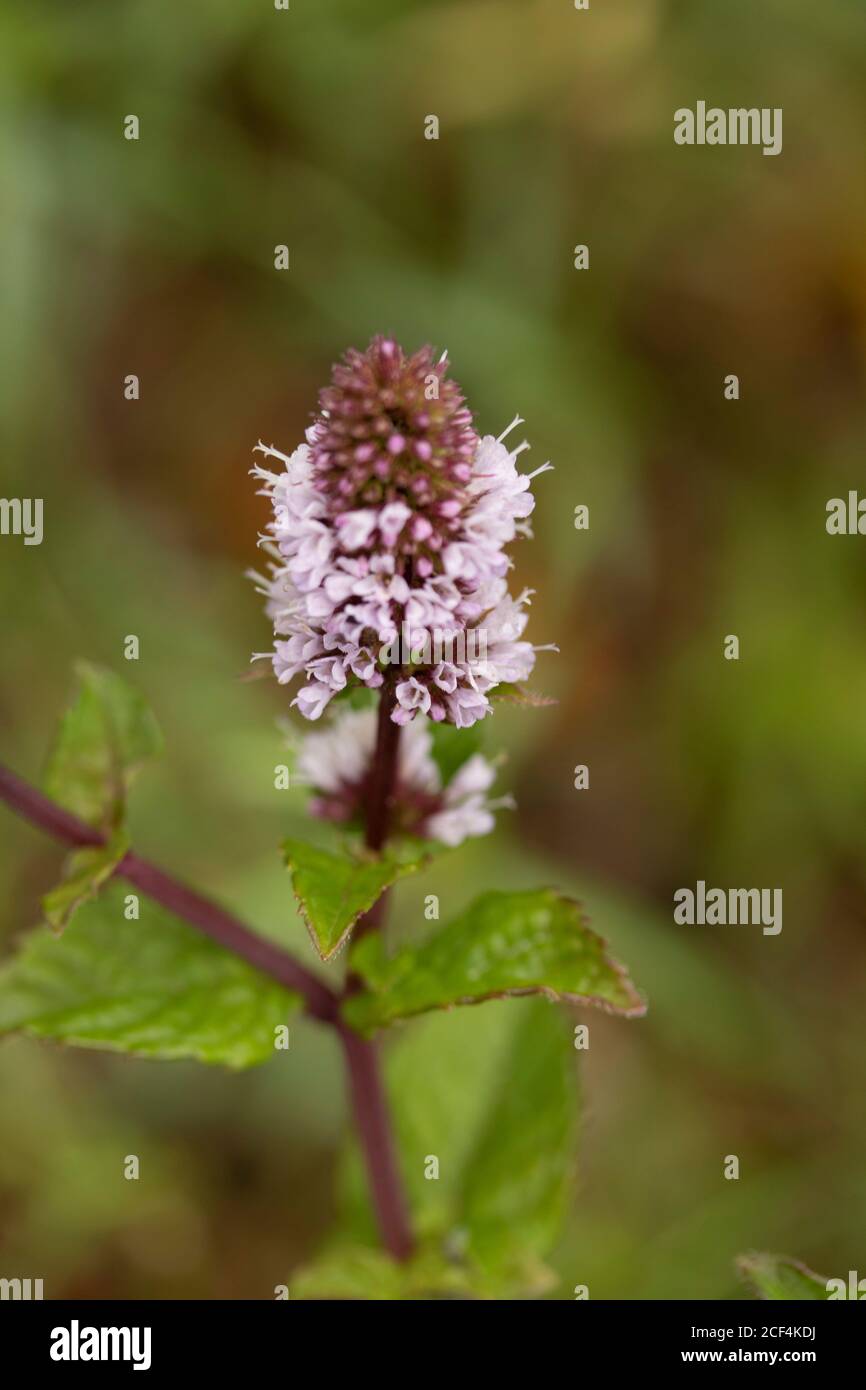 Mint Berries And Cream Plant And Flowers Natural Plant Portrait Stock Photo Alamy Mint Berries And Cream Plant And Flowers Natural Plant Portrait Stock Photo Alamy