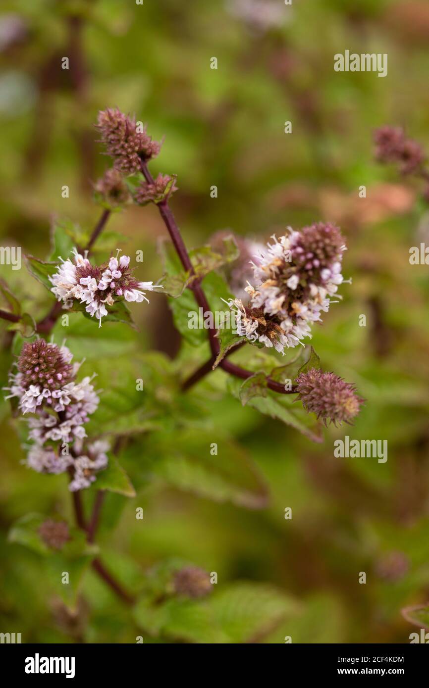 Mint Berries And Cream Plant And Flowers Natural Plant Portrait Stock Photo Alamy Mint Berries And Cream Plant And Flowers Natural Plant Portrait Stock Photo Alamy