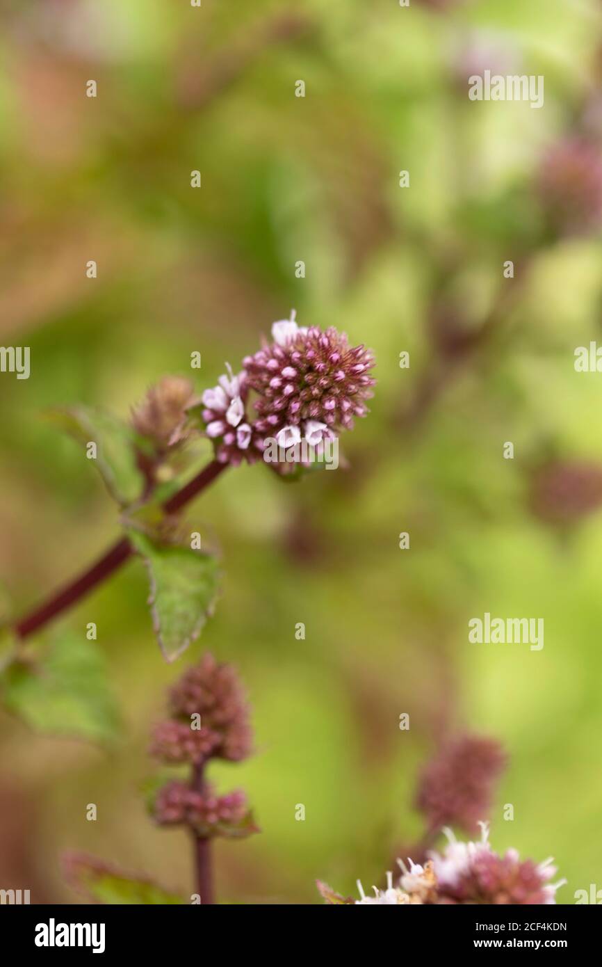 Mint (berries and cream) plant and flowers, natural plant portrait Stock Photo Alamy