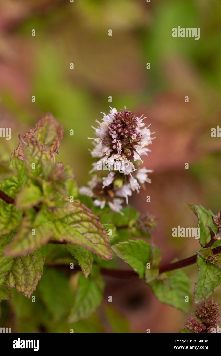 Mint Berries And Cream Plant And Flowers Natural Plant Portrait Stock Photo Alamy Mint Berries And Cream Plant And Flowers Natural Plant Portrait Stock Photo Alamy