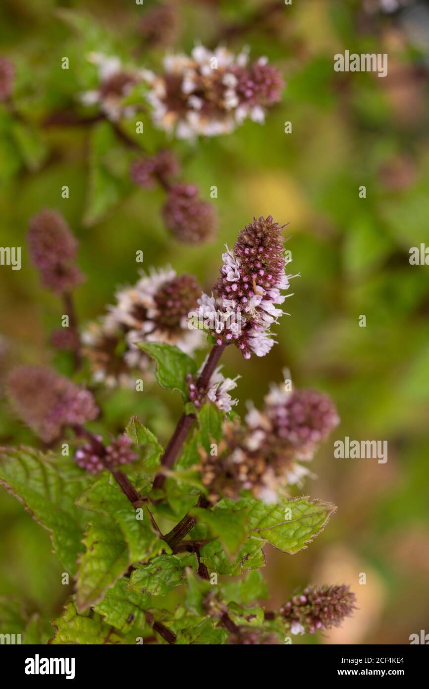 Mint Berries And Cream Plant And Flowers Natural Plant Portrait Stock Photo Alamy Mint Berries And Cream Plant And Flowers Natural Plant Portrait Stock Photo Alamy