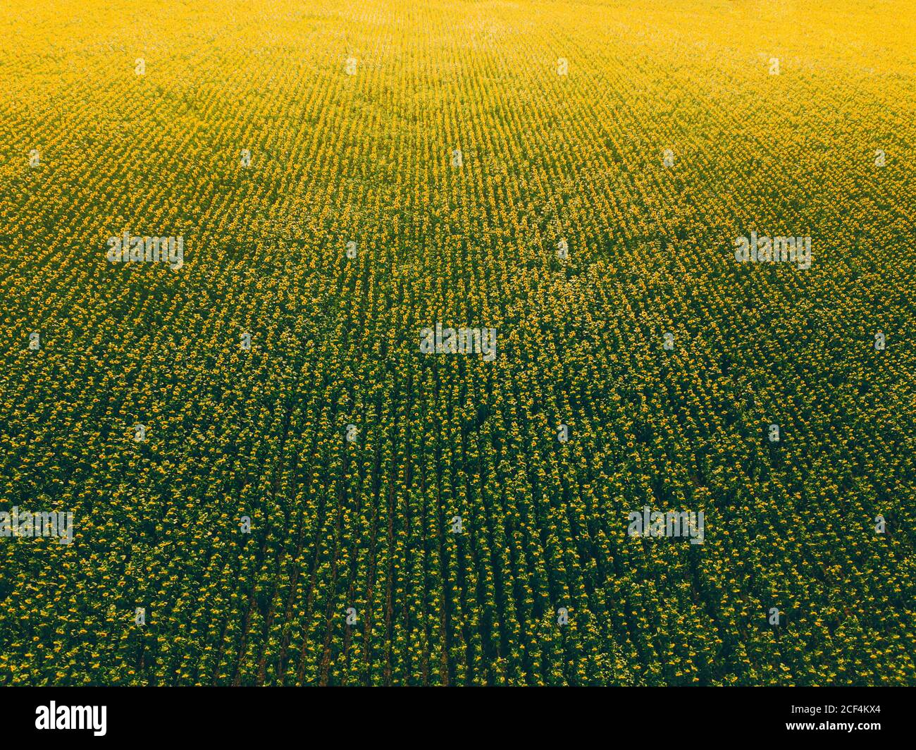 Flower field bird eye view hi-res stock photography and images - Alamy