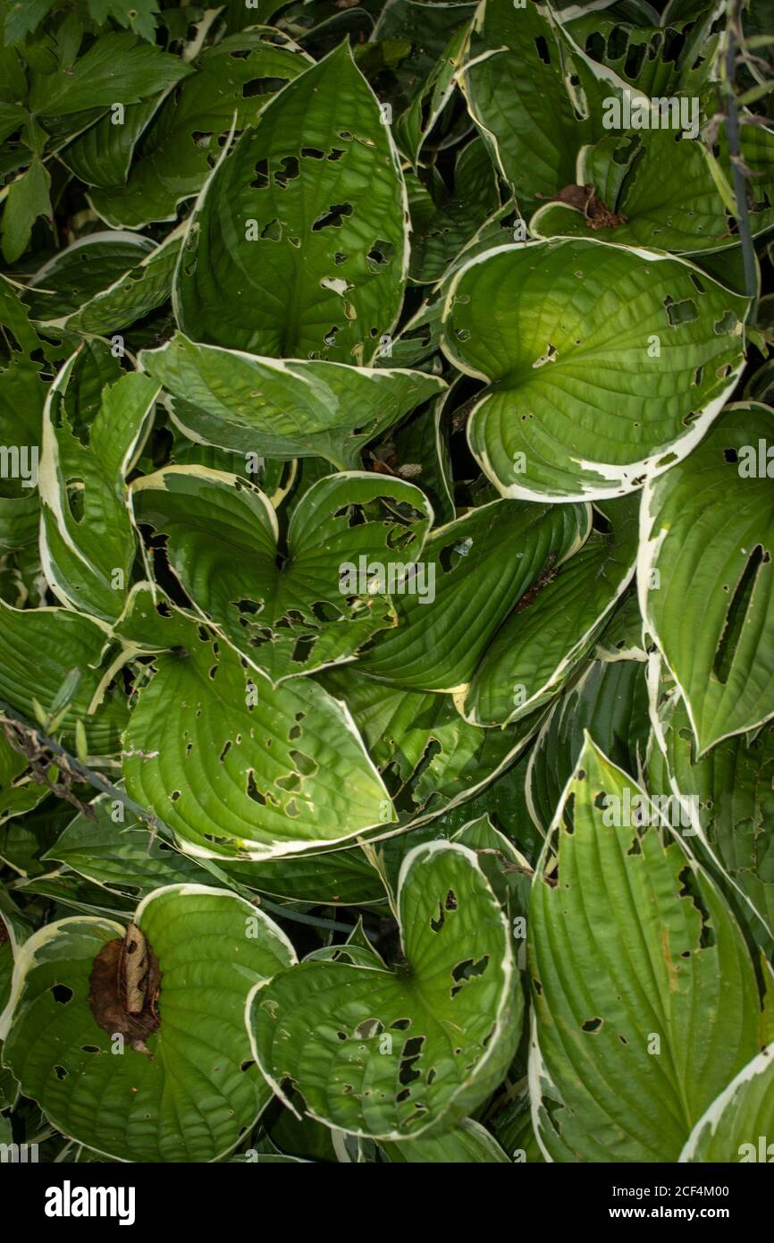 Natural close-up abstract of Hosta's and feather Stock Photo