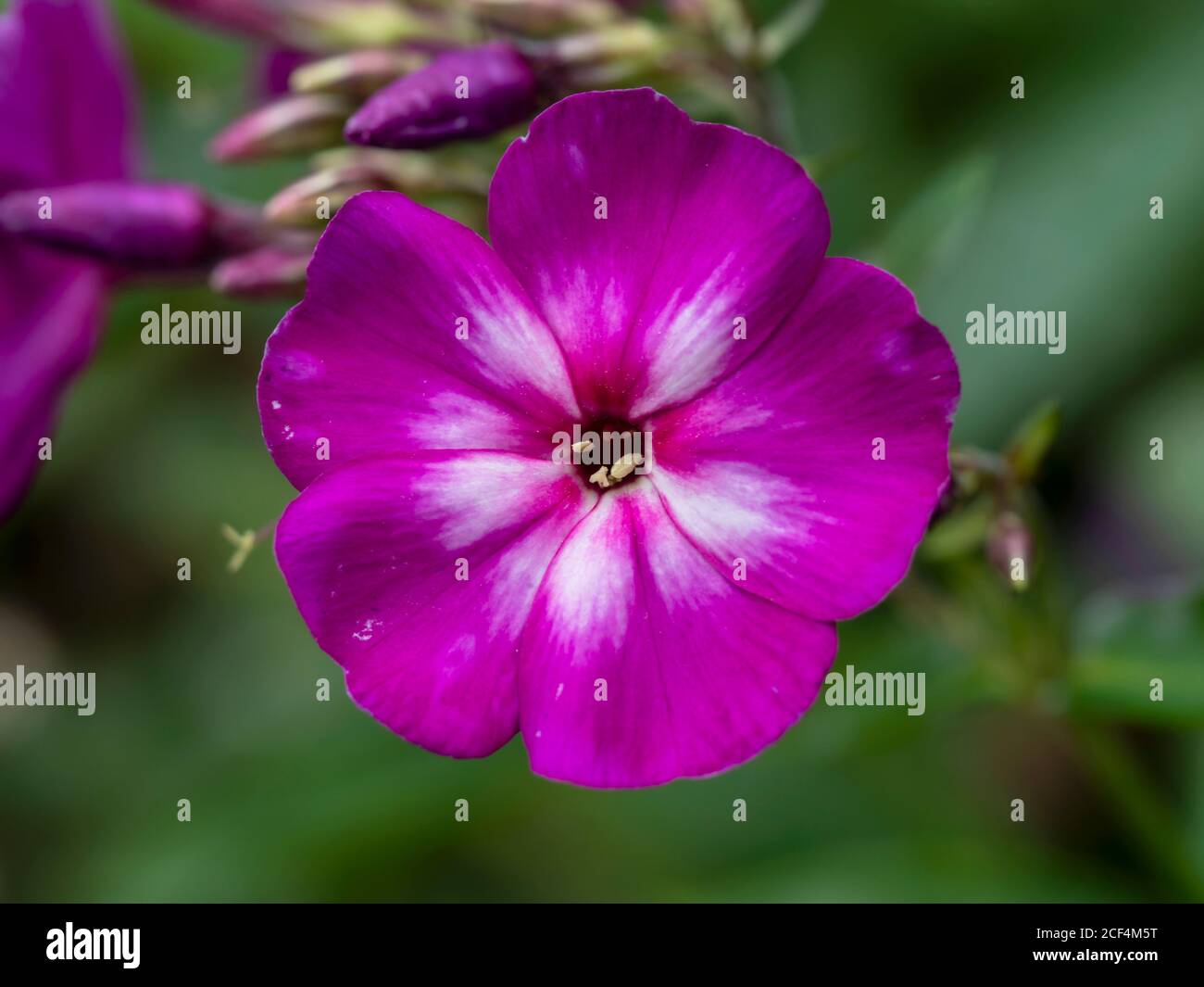 Closeup of a single pretty pink flower of Phlox paniculata, variety Velvet Flame, in a garden Stock Photo