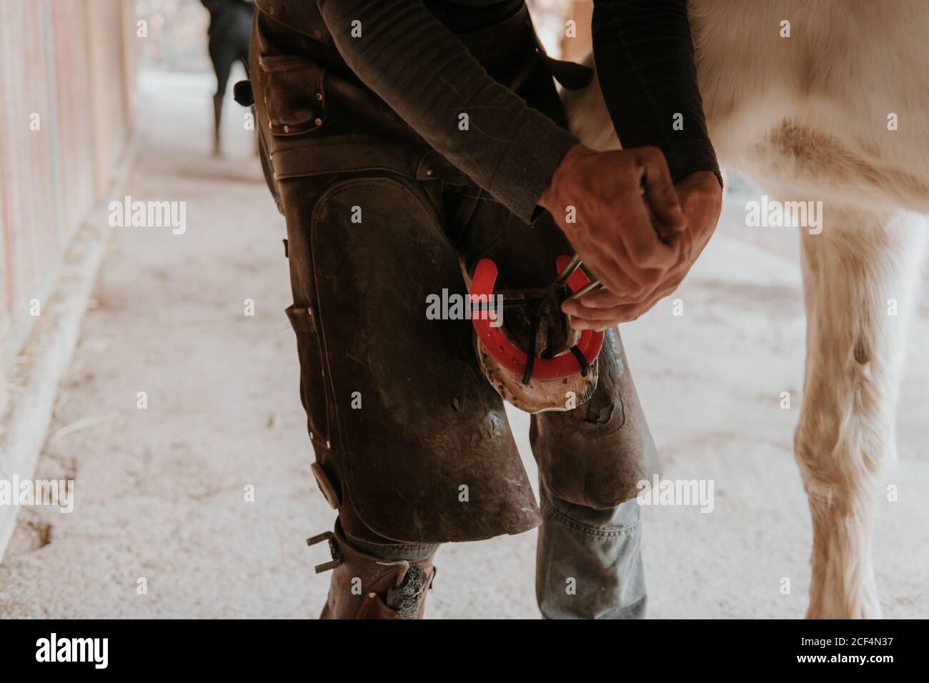 unrecognizable farrier putting hot horseshoe on hoof of white horse on