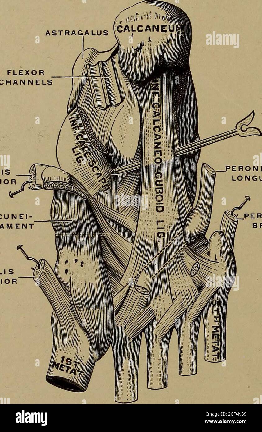 Numbered Bones High Resolution Stock Photography And Images Alamy