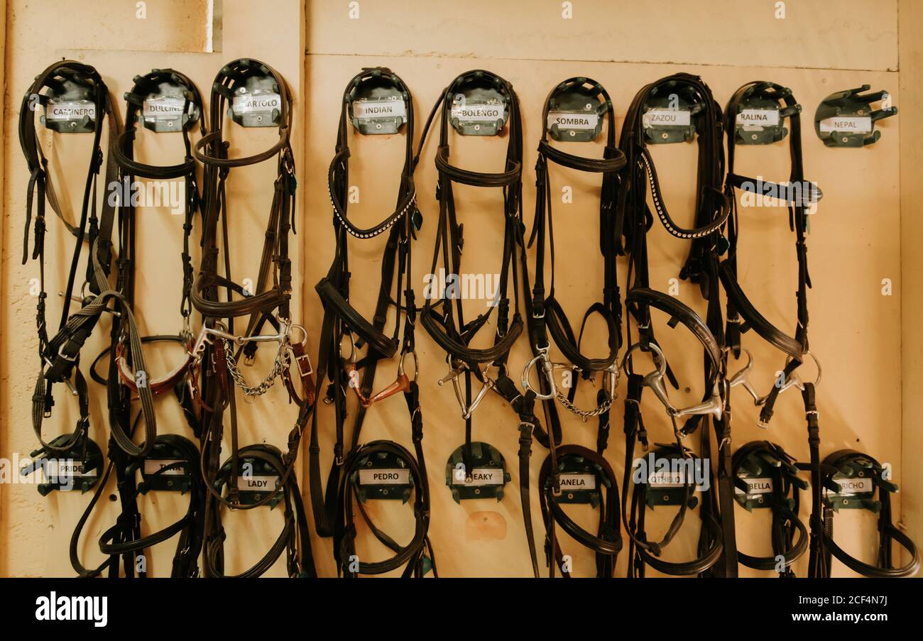 Set of leather horse bridles hanging on wall in stable on ranch Stock Photo