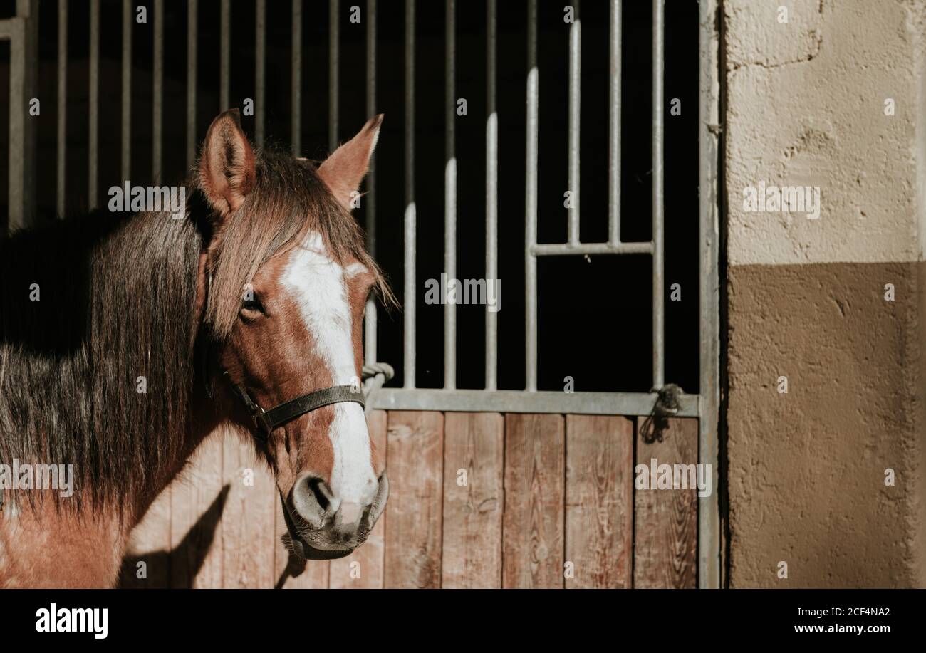 Beautiful horse with saddle and bridle standing near stable during