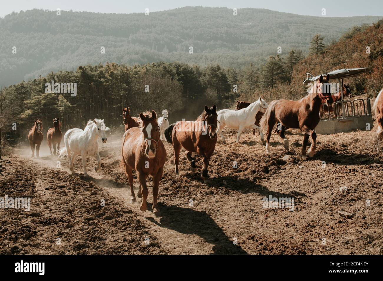 Herd of amazing horses running on dirty countryside road on sunny day in nature Stock Photo