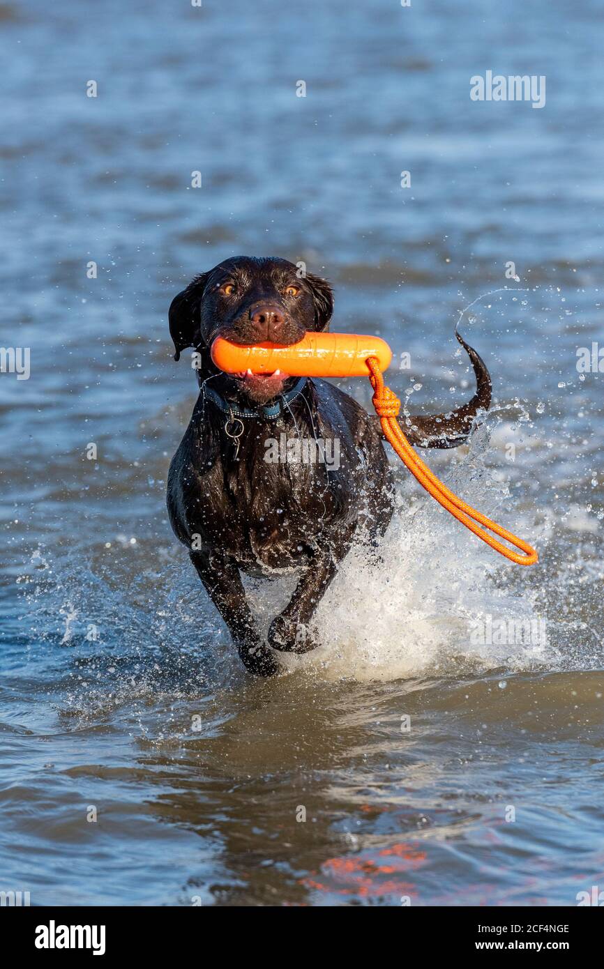 Labradinger hi-res stock photography and images - Alamy