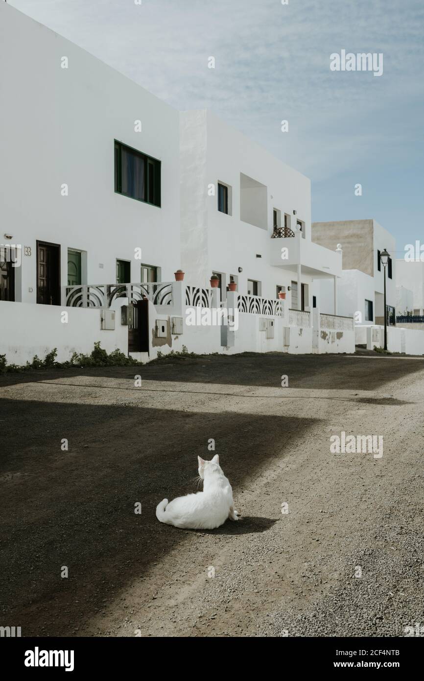White cat lying on ground Stock Photo