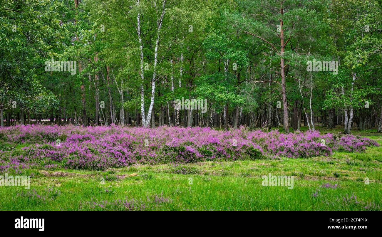 Blooming heather flowers at the edge of a deciduous forest in Belgium. Stock Photo