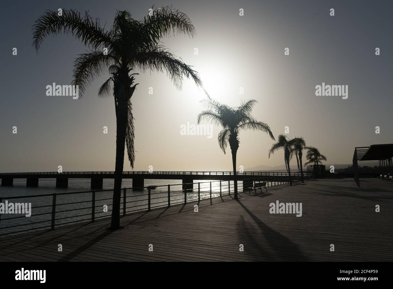 Wonderful tropical palms growing near water against bright sun on empty city embankment Stock Photo