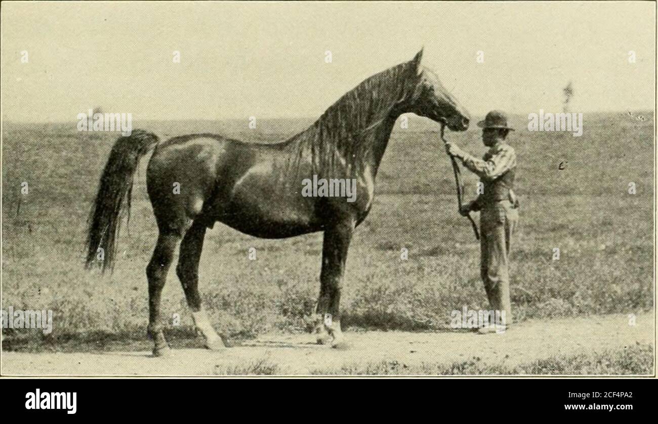 Stallion Fig . Riding and driving. FIG. 10. —TRAKHENE STALLION. FIG. 11. —TYPICAL ...