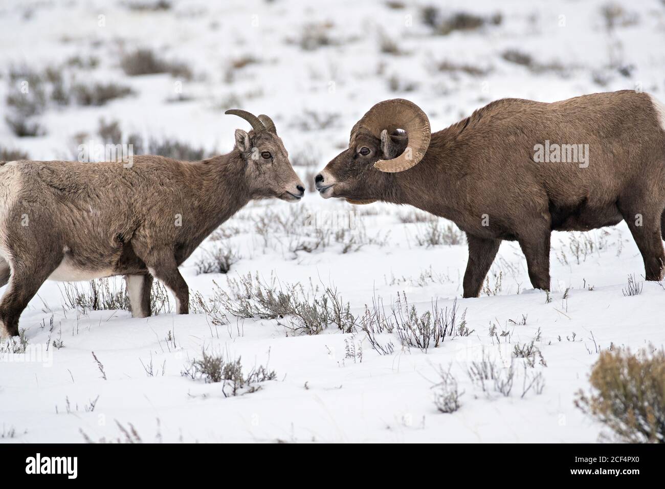 Bighorn sheep ram and ewe Stock Photo