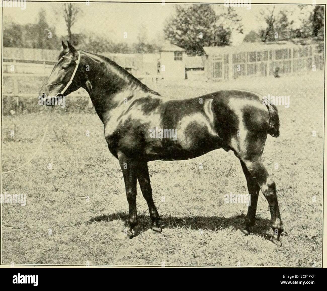 Riding and driving. FIG. 8.—CHARGER. FIG. 9.— MORGAN STALLION Breeding the  Saddle-borse 9 could hardly hope to replace such animals fromthe cayuse  ponies, their descendants, without theintroduction of superior blood in