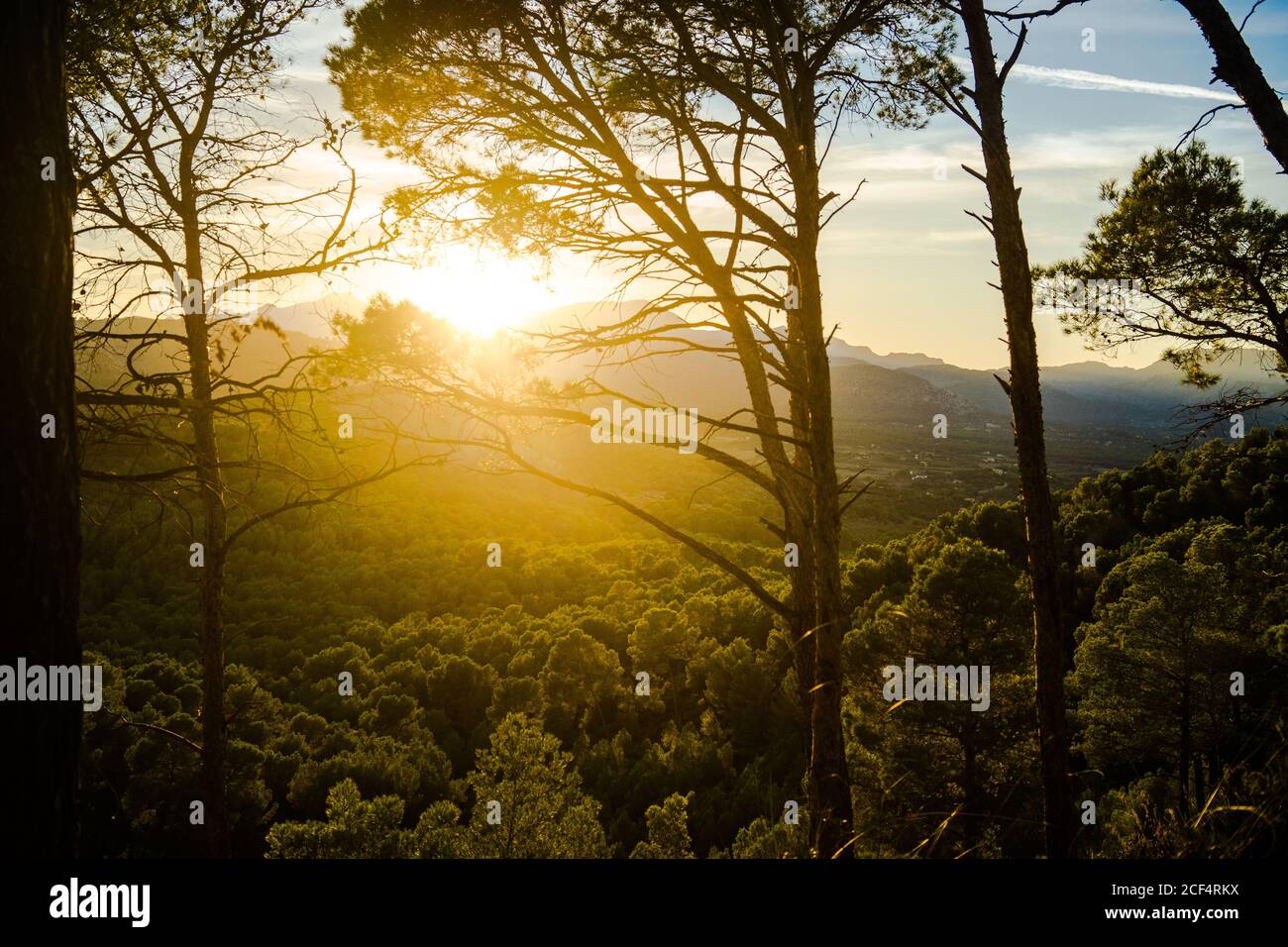 Tall forest trees hi-res stock photography and images - Alamy