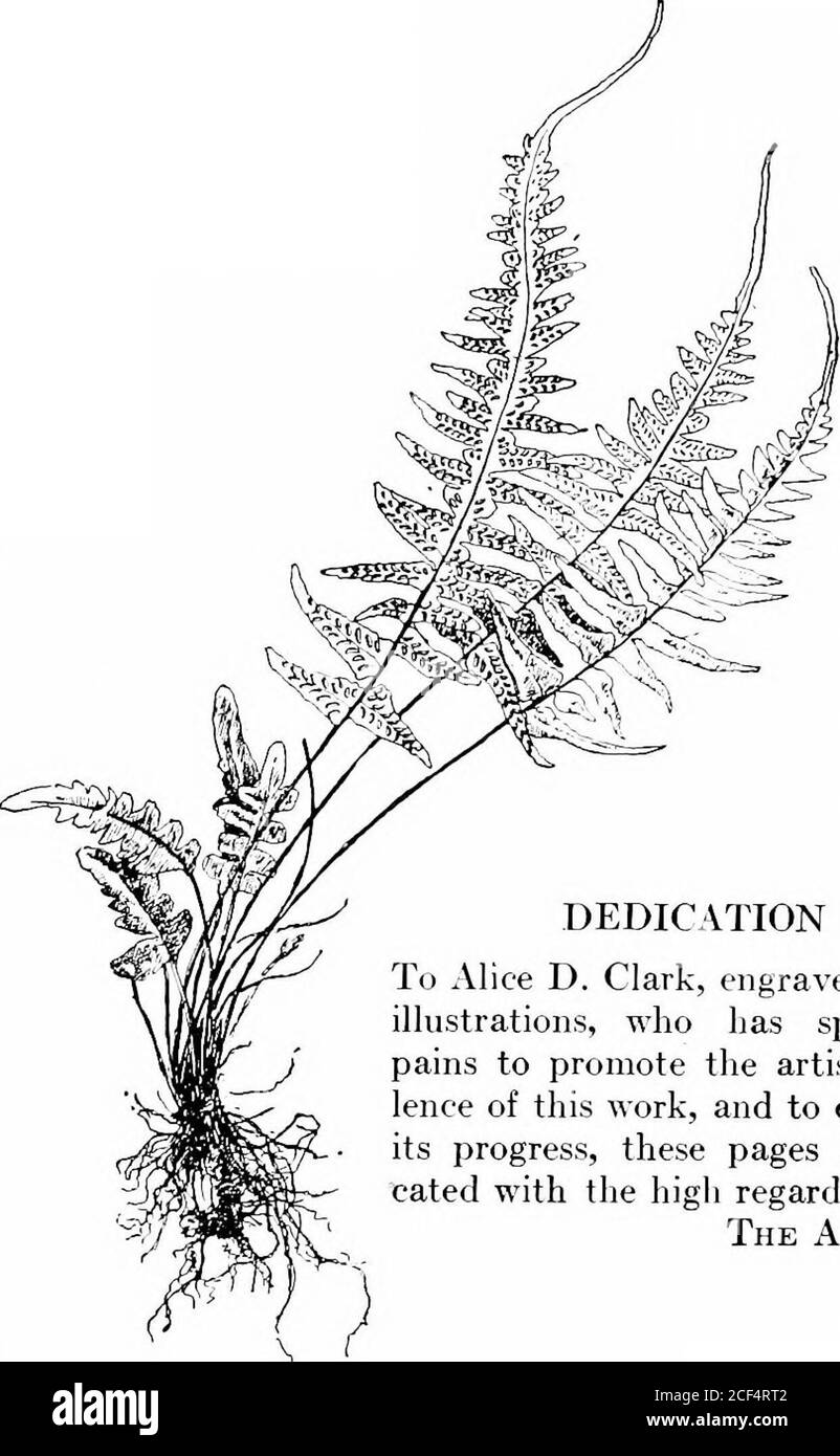 The fern lover's companion; a guide for the Northeastern States