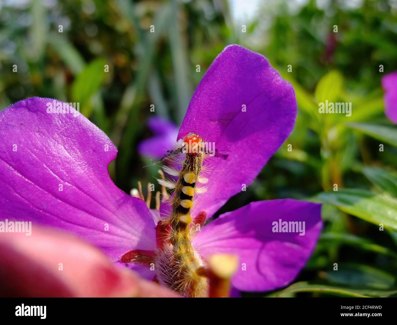 Caterpillar On A Flower High Resolution Stock Photography and Images ...