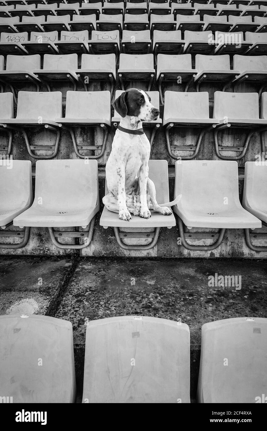 From below of sad Terrier with collar sitting on chair in stadium looking away Stock Photo