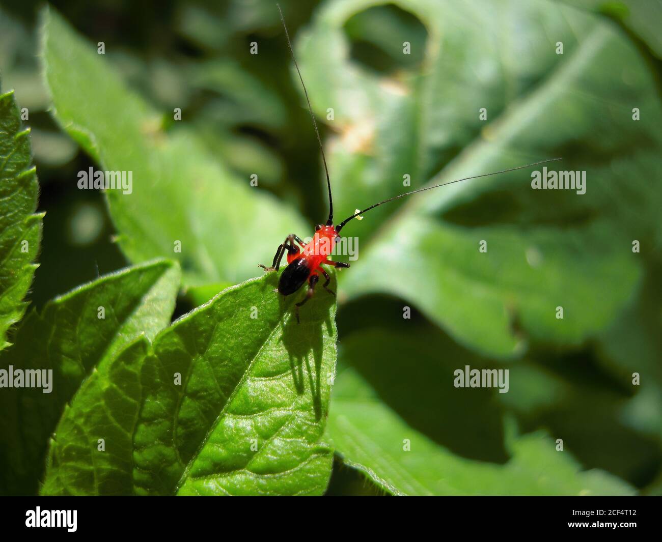 Conocephalus melaenus hi-res stock photography and images - Alamy