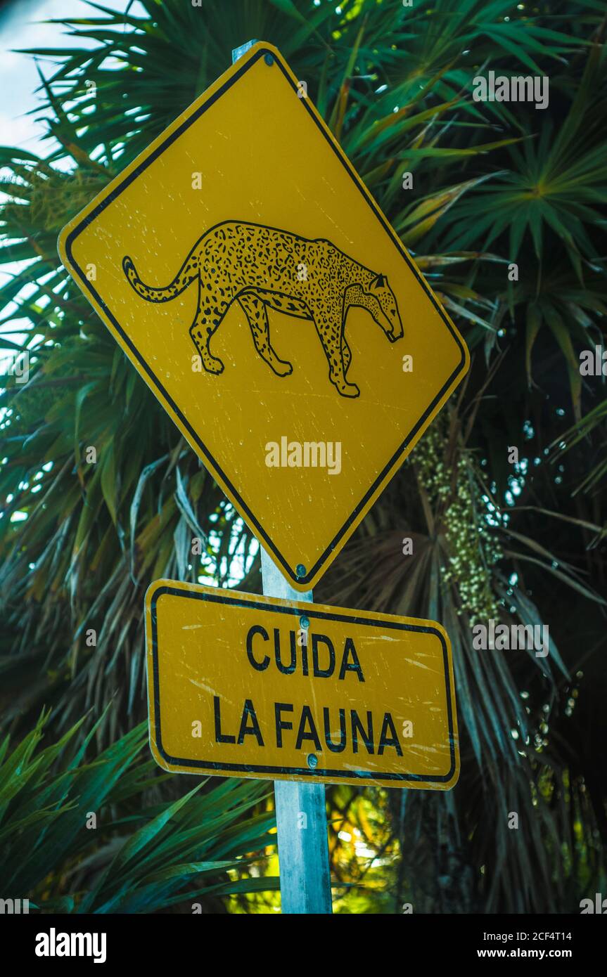From below of warning road sign with cheetah on post informing of wildlife in jungle Stock Photo