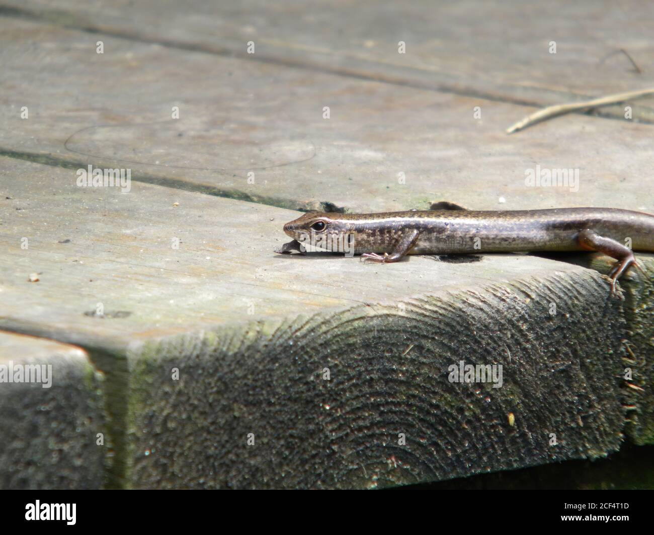 Close up shot of a Eulamprus quoyii at Taipei, Taiwan Stock Photo