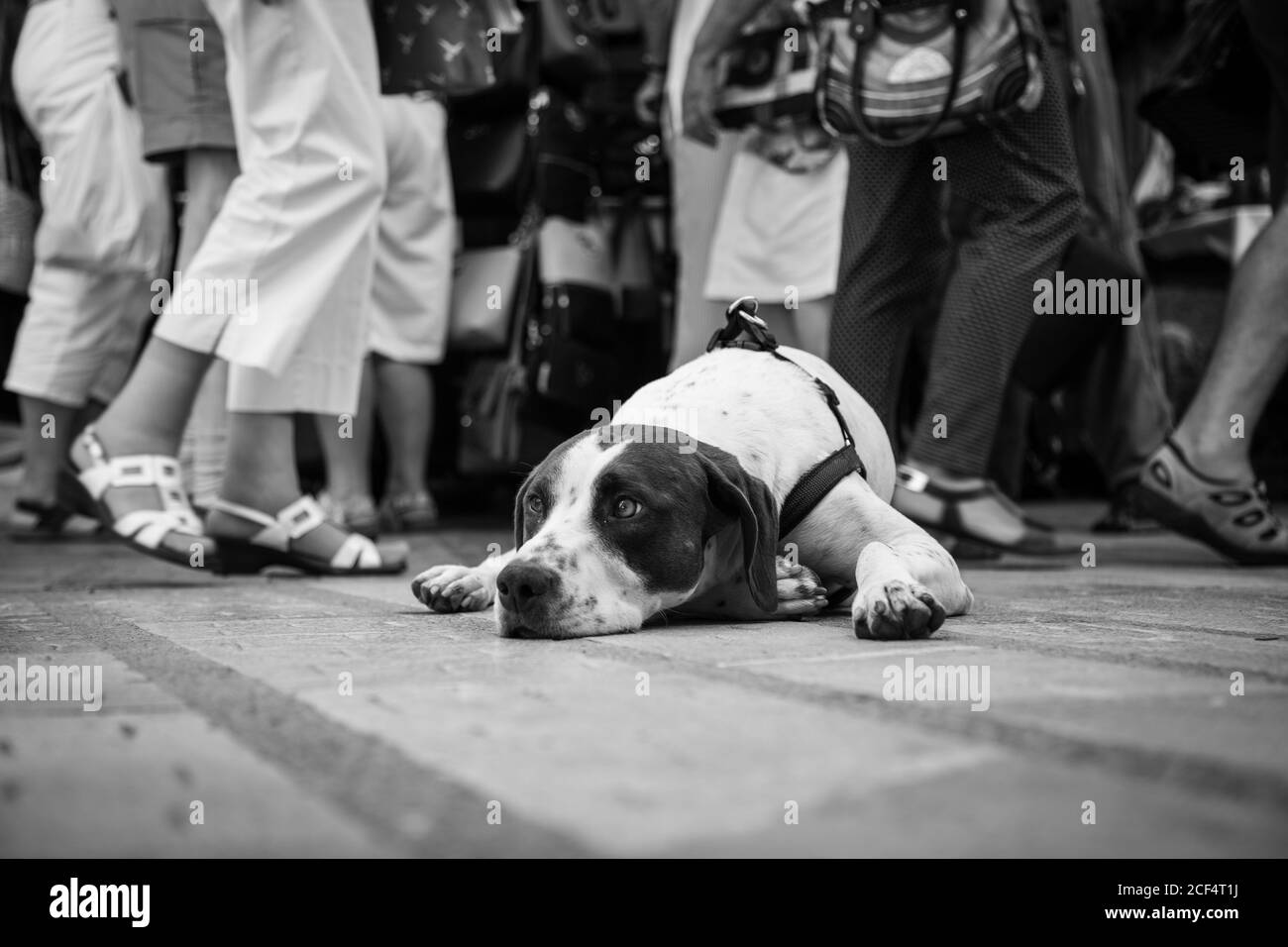 Unhappy Jack Russell Terrier with harness lying on ground in street looking away Stock Photo