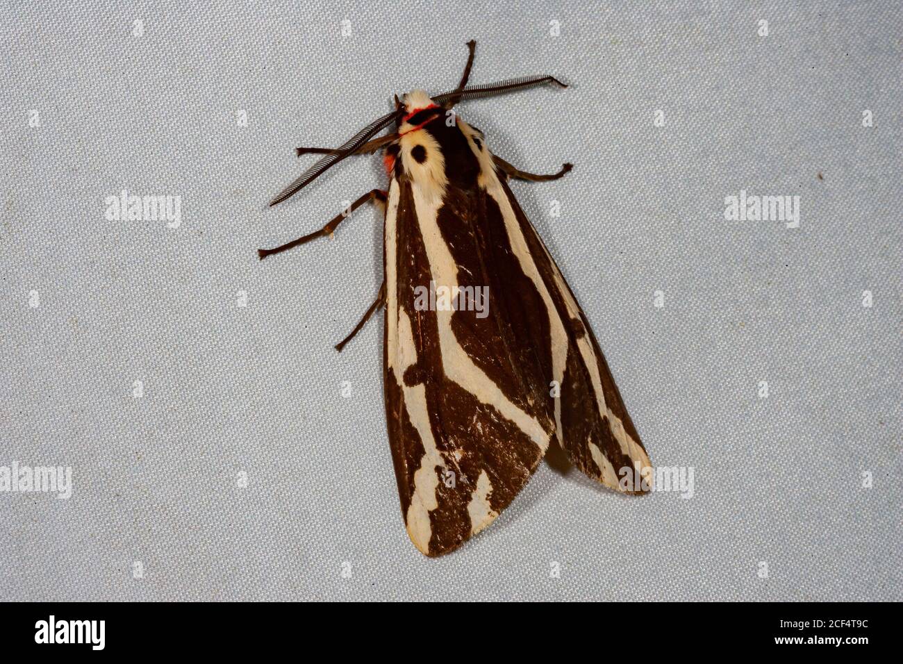 Mottenfalle Moth Trap Klebefalle Stock Photo - Download Image Now